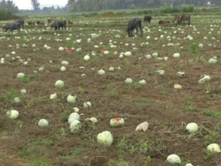 kwr crop loss