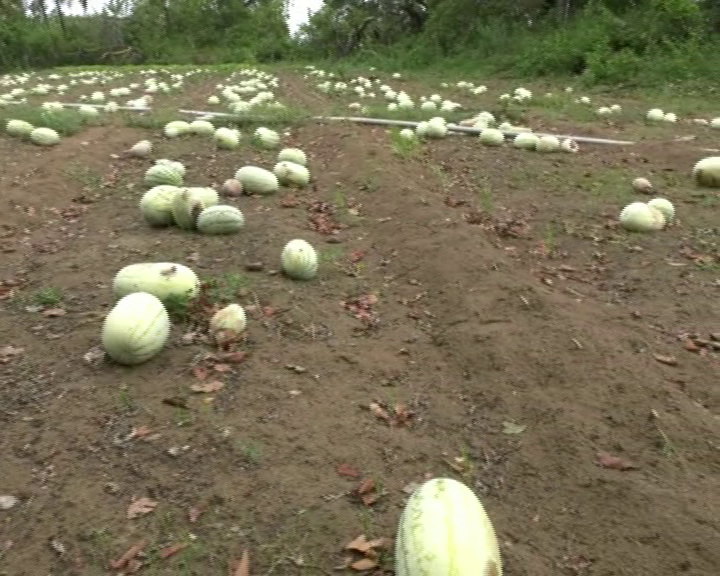 kwr crop loss 8