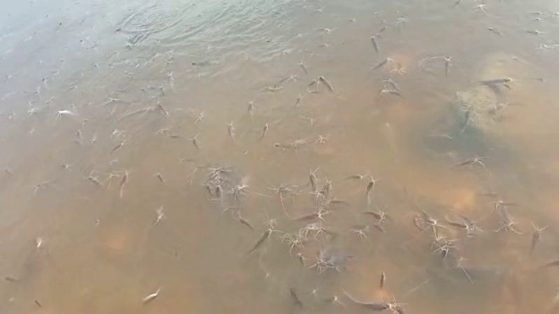 Bagalkote fish 3 medium