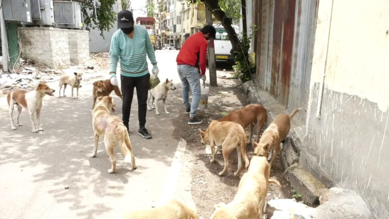 Bangalore Street Dog6 medium