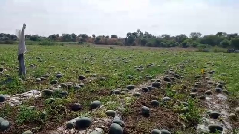 Bidar crops2 medium