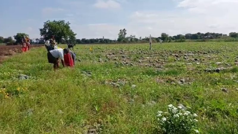 Bidar crops8 medium
