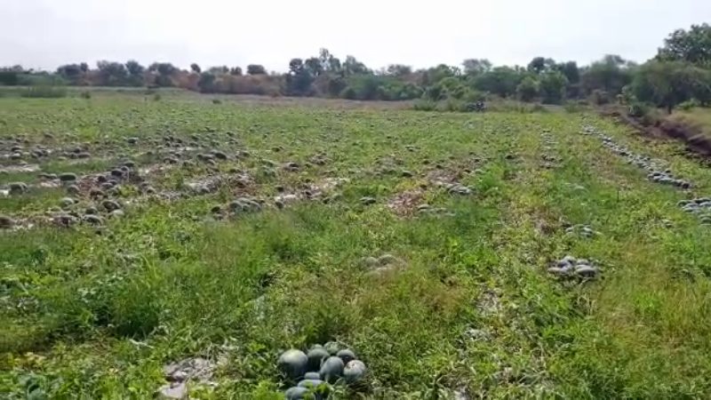 Bidar crops9 medium