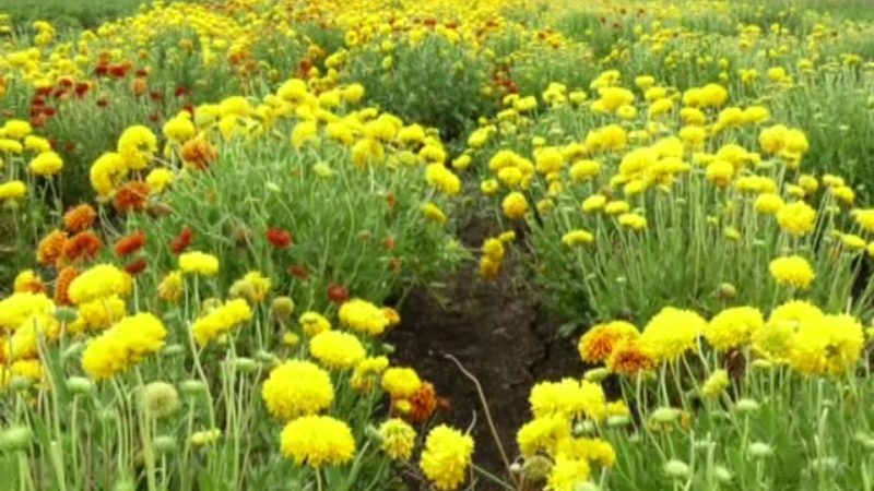 Dharwad Flower3 medium