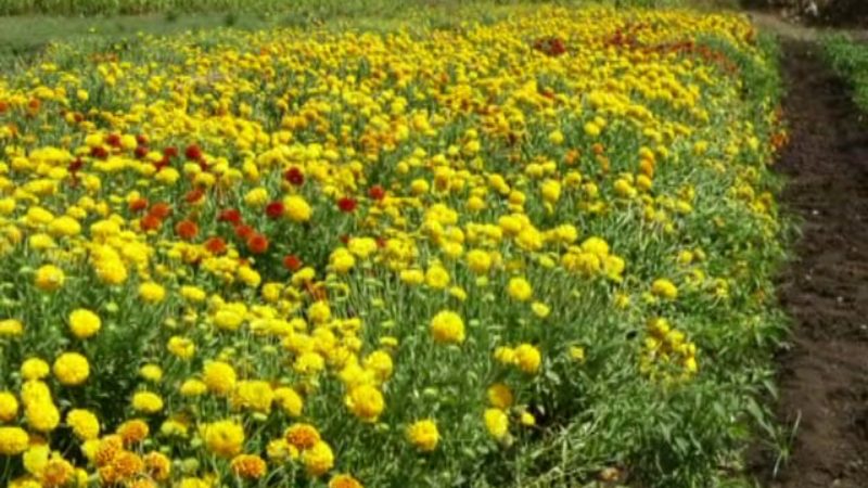 Dharwad Flower7 medium