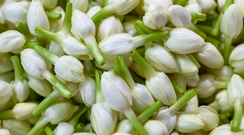JASMINE 1 medium
