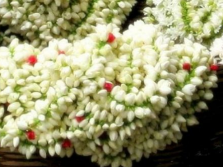 JASMINE 3 small