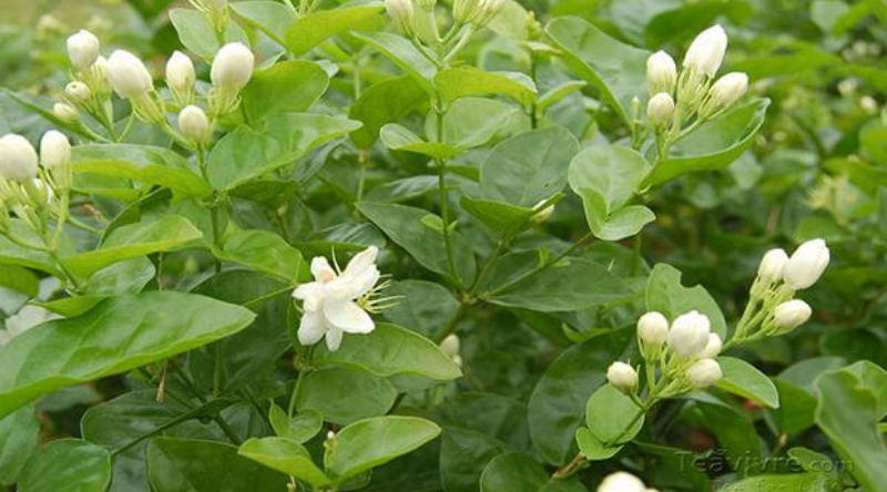 JASMINE medium