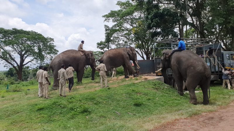 Kusha Elephant Dubare 2 medium