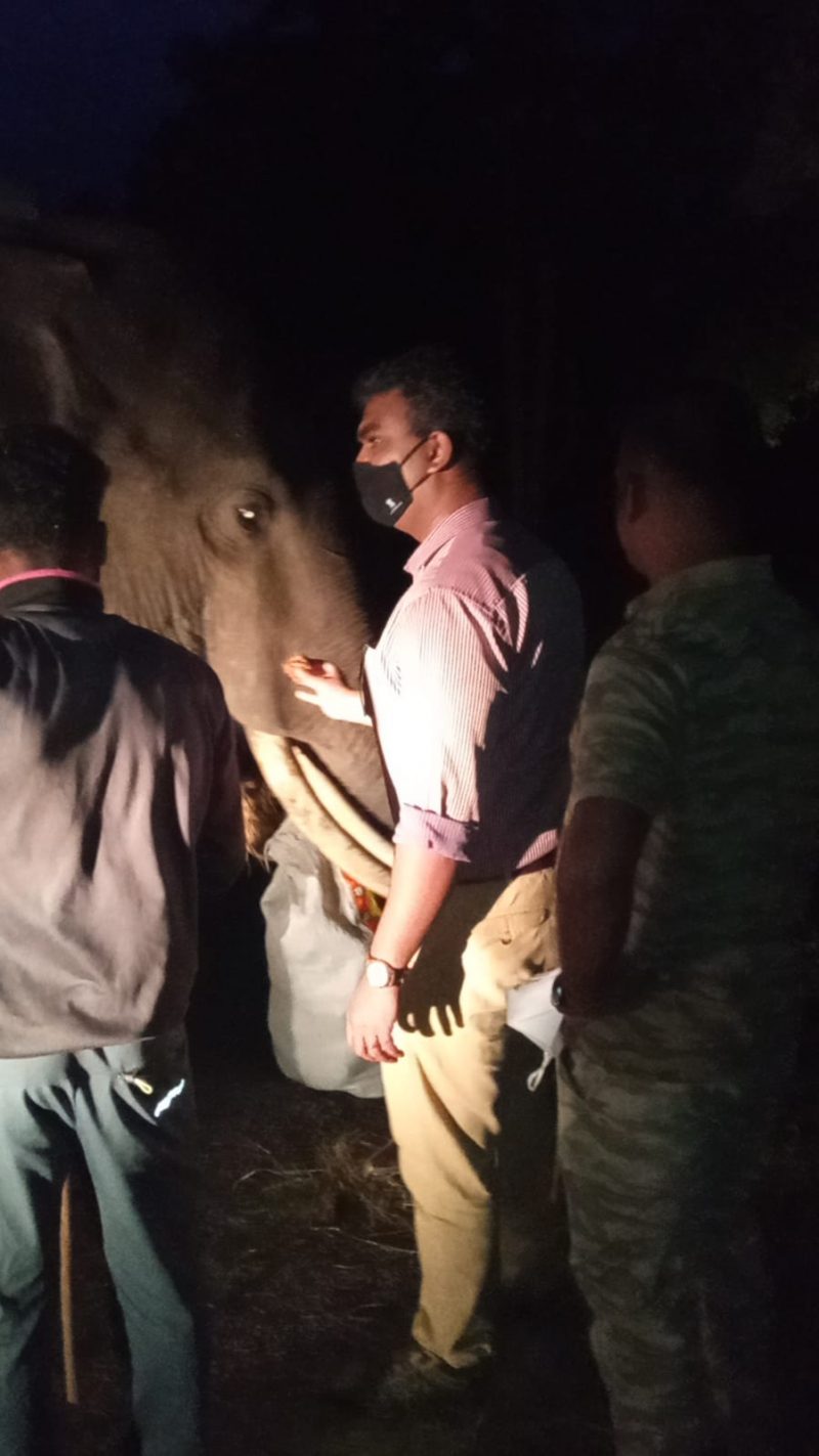 Kusha Elephant Dubare 3 medium