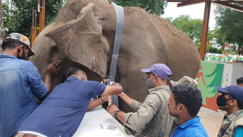 Kusha Elephant Dubare 4 medium