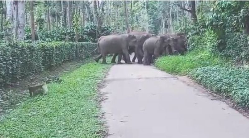 MDK ELEPHANT medium