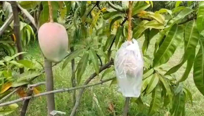 MP Mango 3