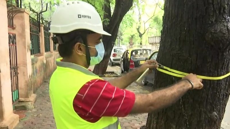 MUMBAI TREEE medium