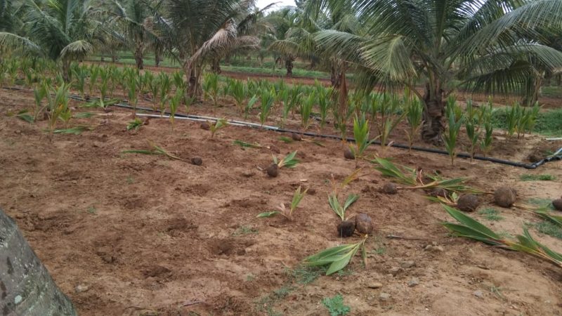 Mandya crop medium