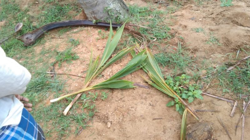 Mandya crop2 medium
