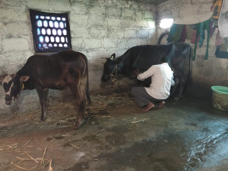NANDINI DAIRY FARMING MILK 1 medium