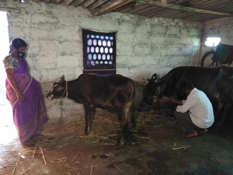 NANDINI DAIRY FARMING MILK 2 medium
