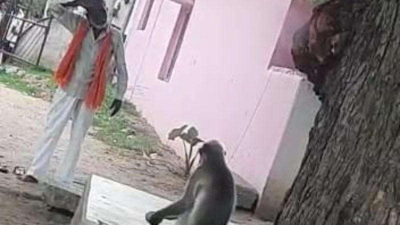 Raichur monkey2 medium