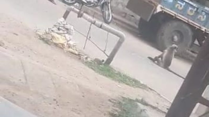 Raichur monkey5 medium