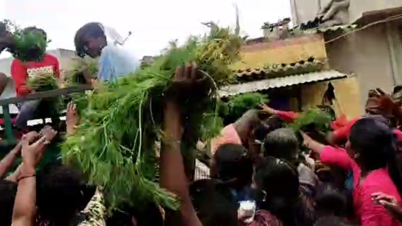 Tumakuru CORIANDER medium