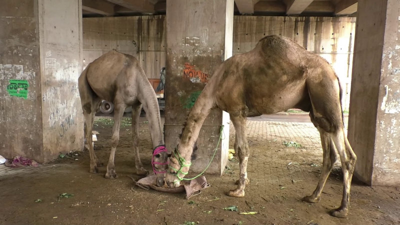 blg camel death 4 medium