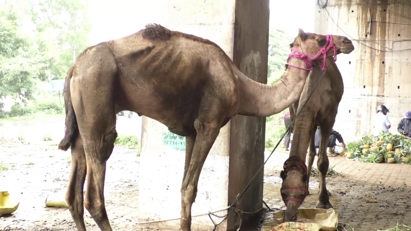blg camel death 5 medium
