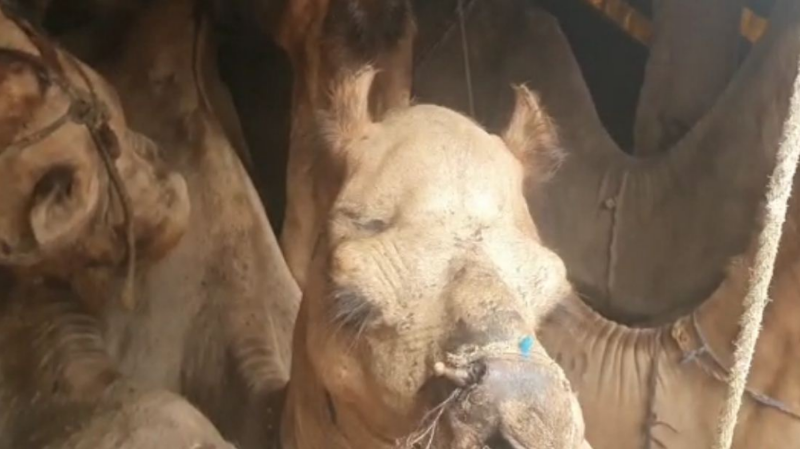 camel 2 medium