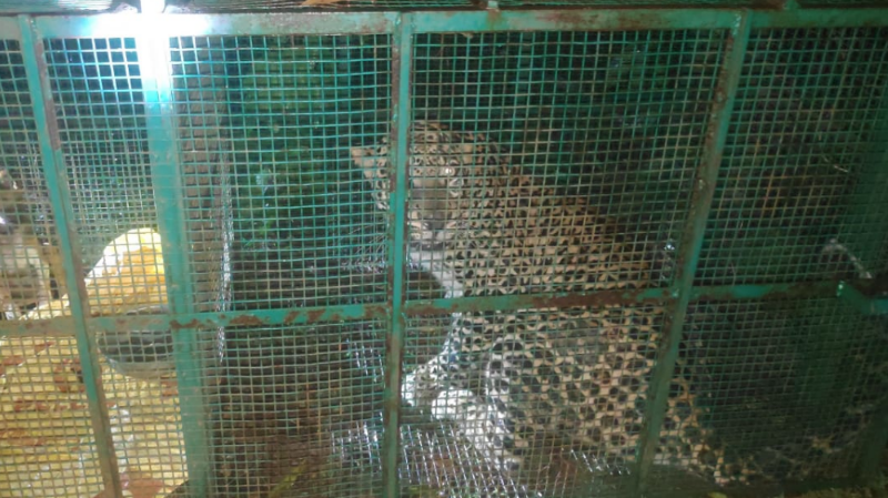 cheetah 2 medium