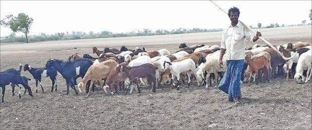 ctd sheep 2 1 medium