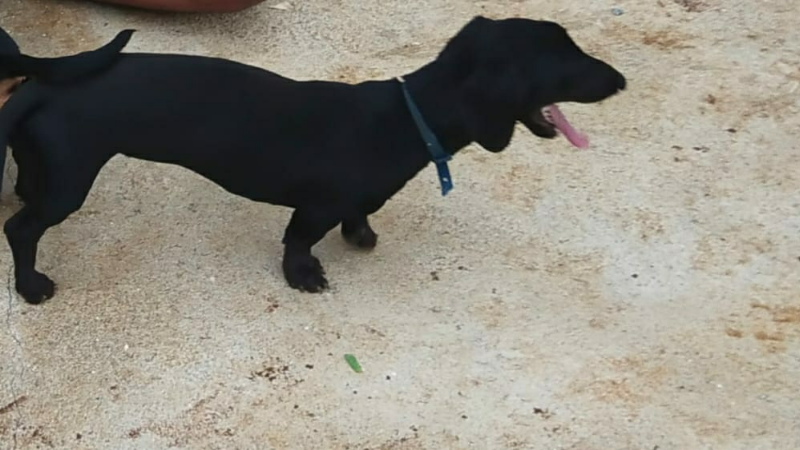 dog 3 1 medium