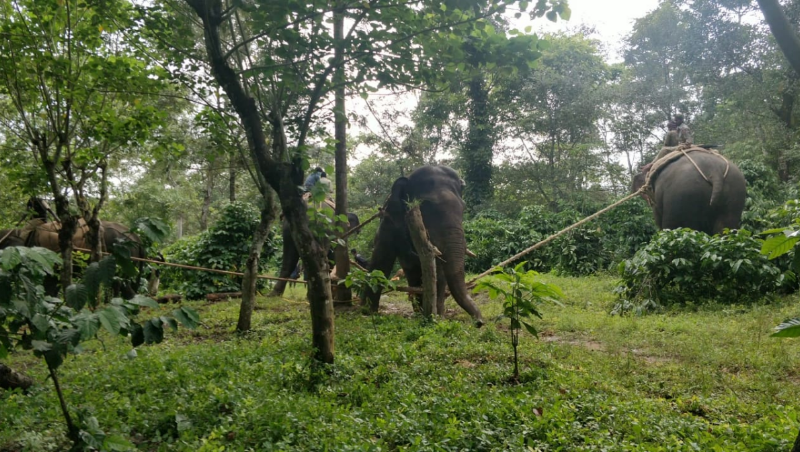 elephant 1 medium