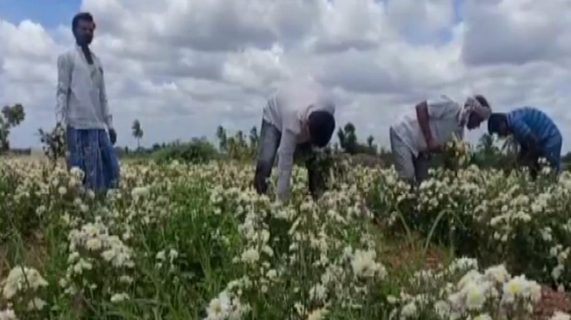 farmers 4 medium