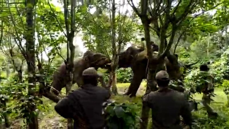 hassan elephant4 medium