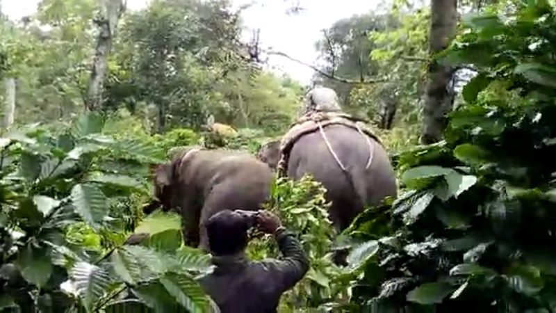 hassan elephant9 medium
