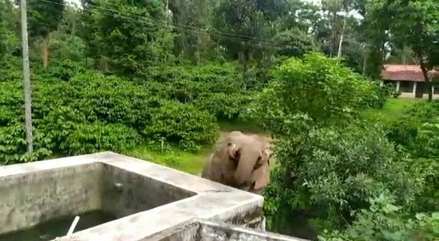 hsn elephant 2 2 medium
