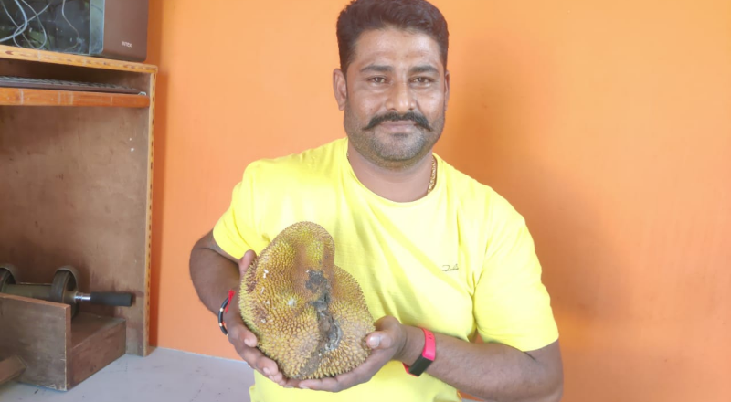 jackfruit 1 medium