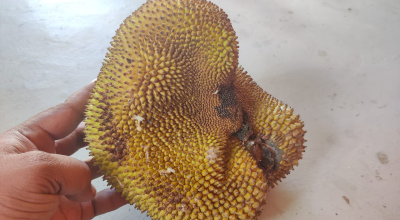 jackfruit 2 medium