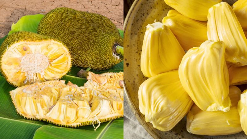 jackfruit large