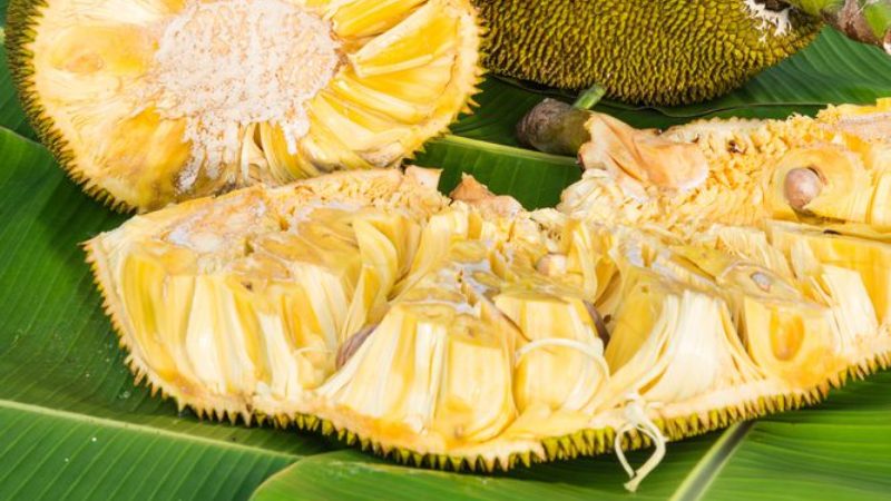 jackfruit3 medium