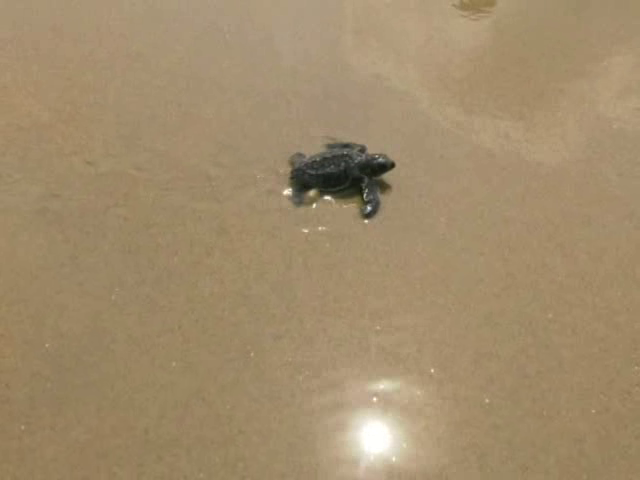 kwr Turtles 10 medium