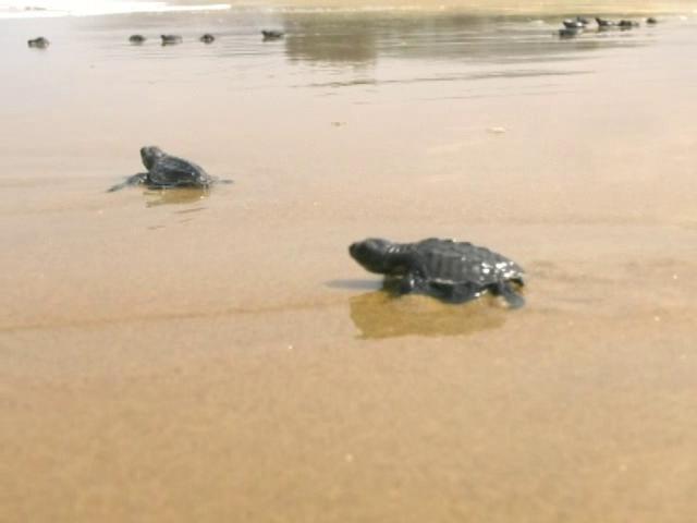 kwr Turtles 11 medium