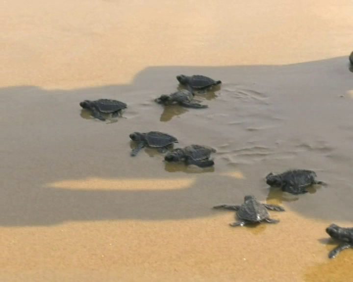 kwr Turtles 3 medium