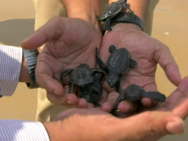 kwr Turtles 4 medium