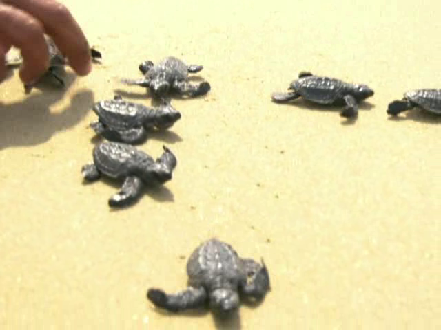 kwr Turtles 5 medium