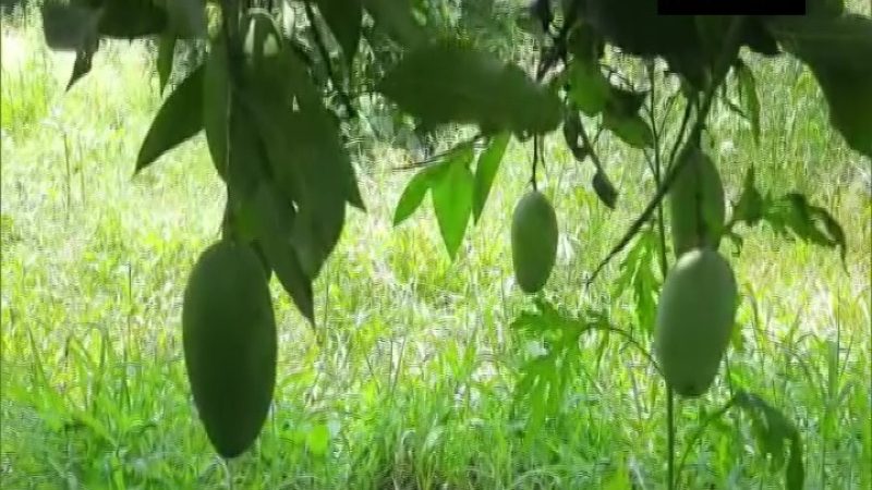 mango2 medium