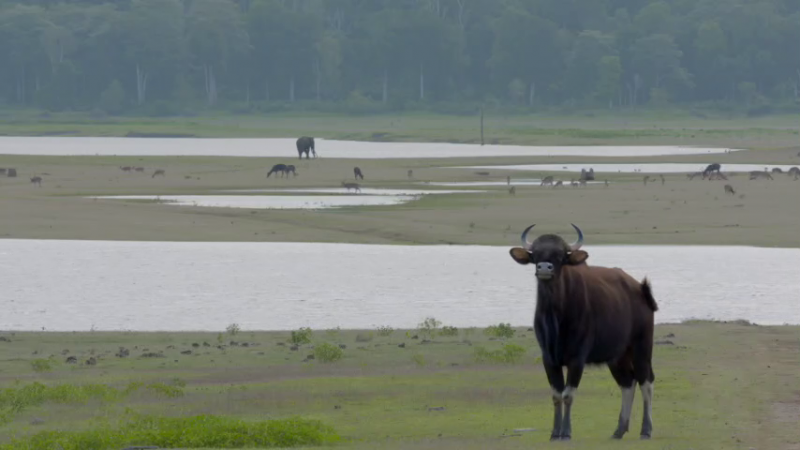 mys nagarahole forest 1 medium