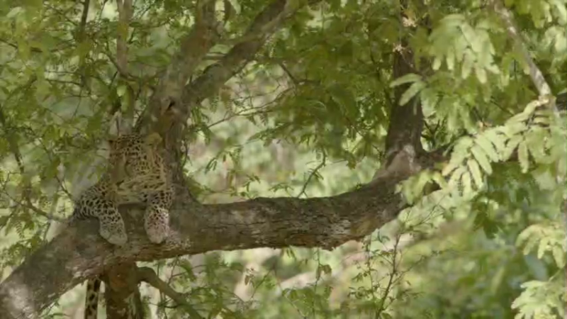 mys nagarahole forest 2 medium