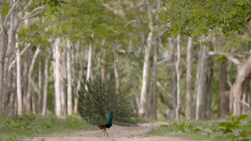 mys nagarahole forest 3 medium