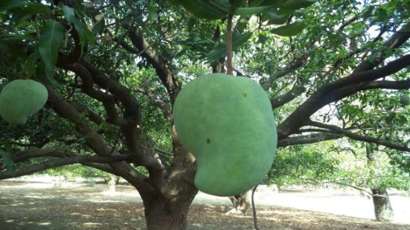noor jahan mango2 medium